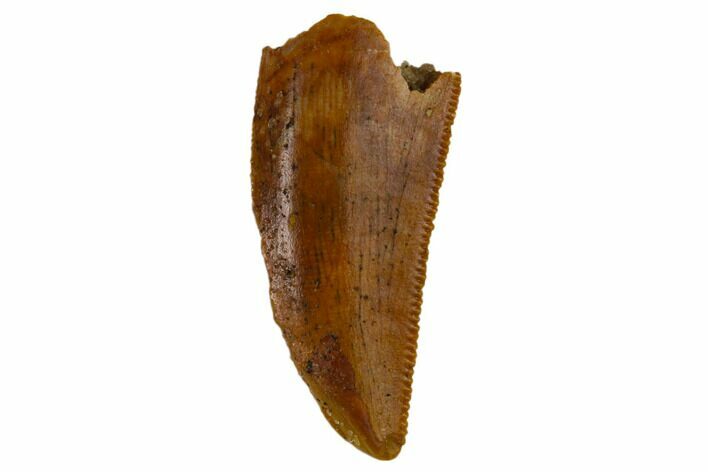 Serrated, Raptor Tooth - Real Dinosaur Tooth #115890